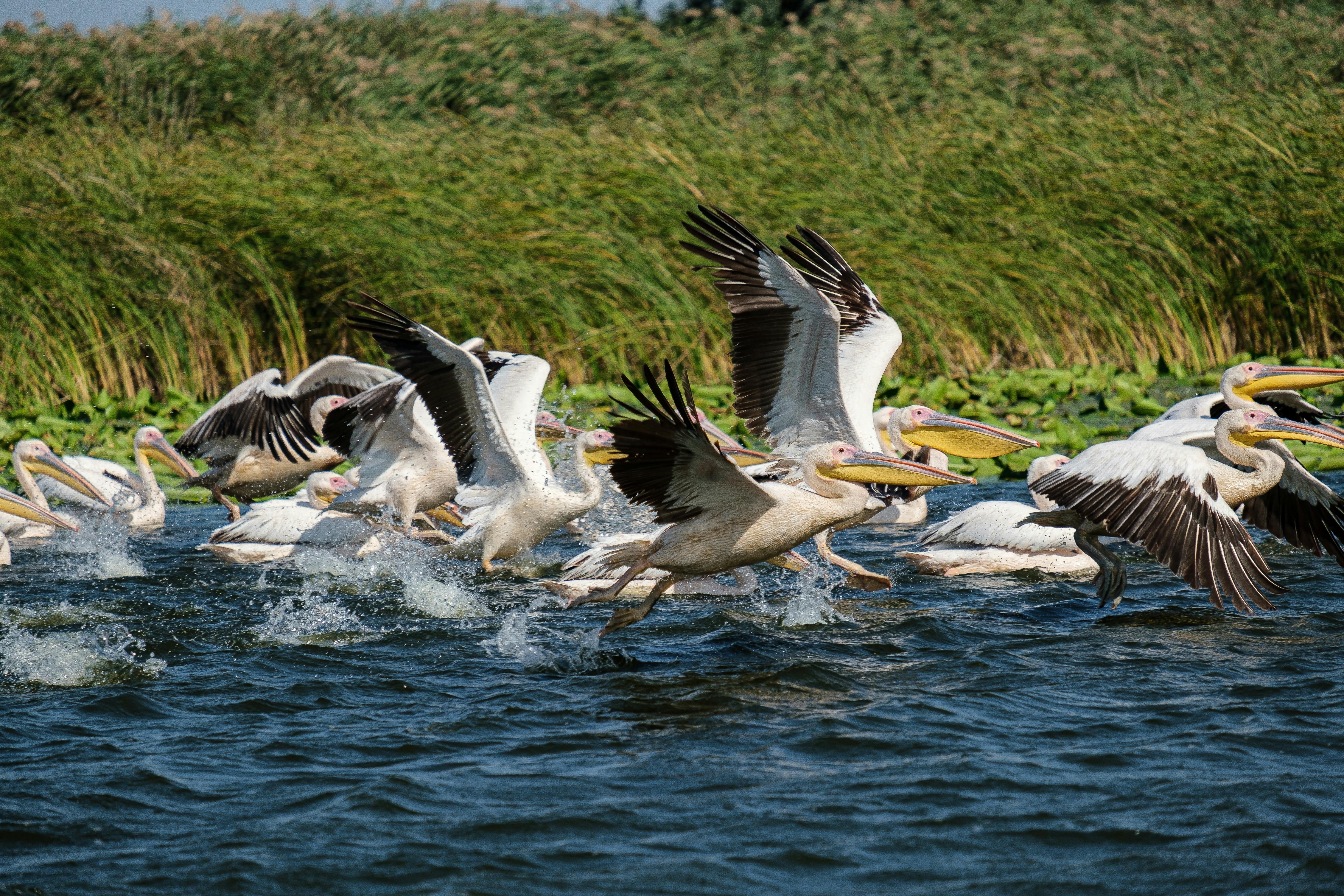 Pelicans in Danube Delta
