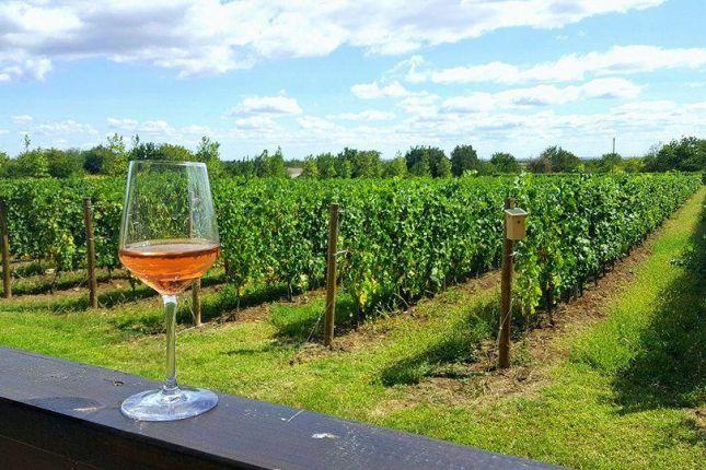 Romanian wine tasting