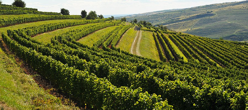 Cotnari vineyards